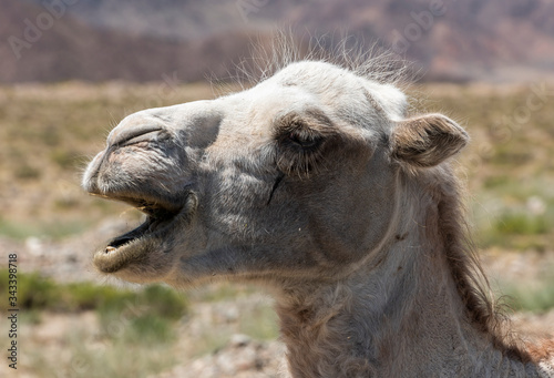 Camel Head Kyrgyzstan Issyk Kul