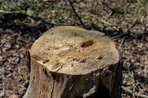 Stump from an old felled tree. Stump in the forest