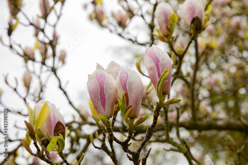 pink magnolia flowers