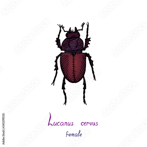 Lucanus cervus, stag beetle (family Lucanidae) female bug drawing, colorful illustration, hand drawn doodle, sketch, vector with inscription, element for design