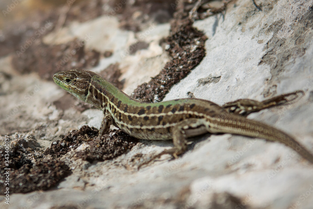 Naklejka premium Lizard getting warm on a rock during spring time