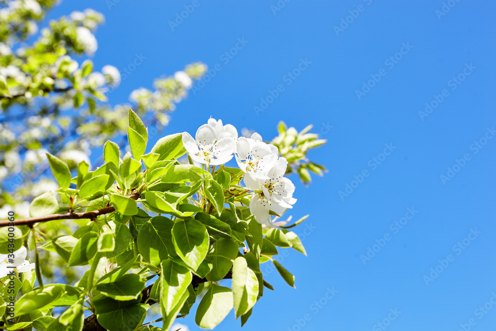Beautiful white apple or pear blossom.Flowering apple/pear tree.Fresh spring background on nature outdoors.Soft focus image of blossoming flowers in spring time.For easter and spring greeting cards Beautiful white apple or pear blossom.Flowering apple/pear tree.Fresh spring background on nature outdoors.Soft focus image of blossoming flowers in spring time.For easter and spring greeting cards