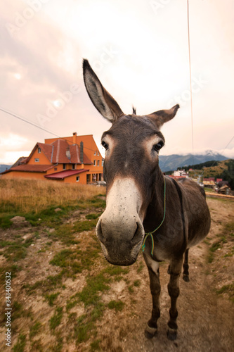 Donkey asking for a treat on a country  