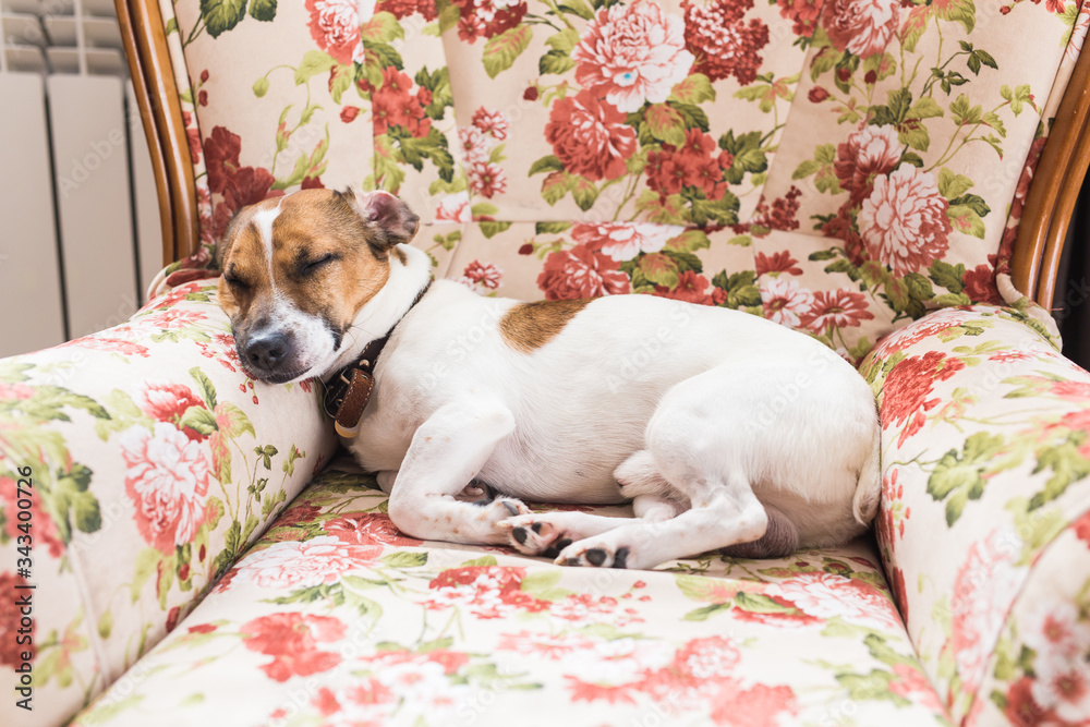 Jack Russell Terrier lying at home. Pet and household concept.