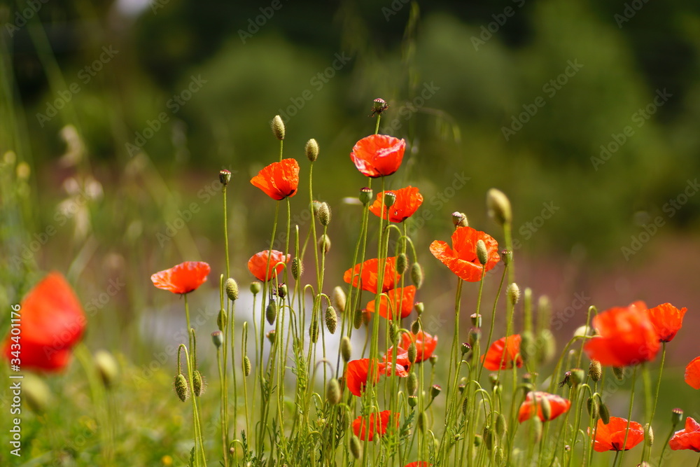 Fototapeta premium colorful flowers. Flowers as background use. bloom and different colors. nature and blossoming. macro shot of flowers. macro photography of colorful flowers
