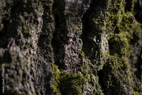 Texture of the bark of an old tree in the forest