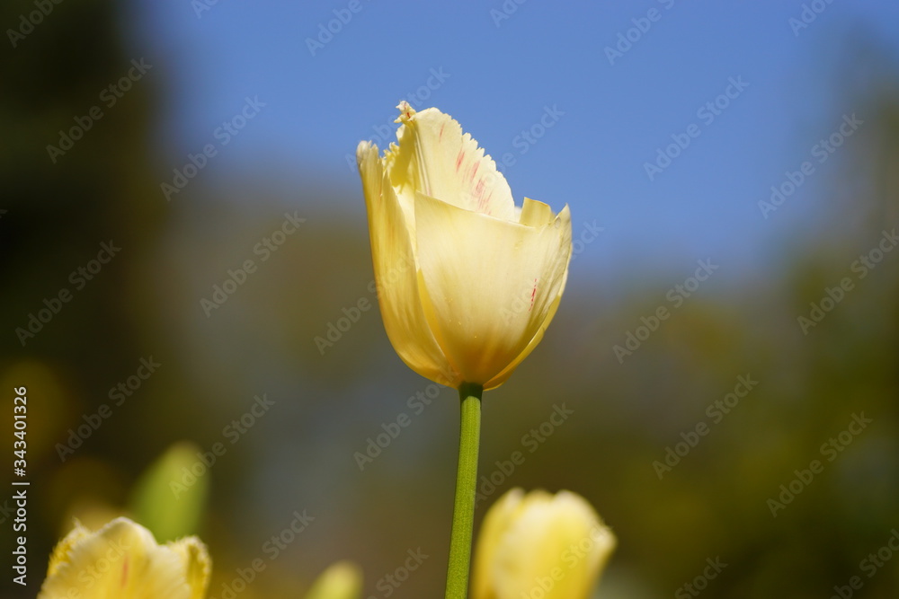 colorful flowers. Flowers as background use. bloom and different colors. nature and blossoming. macro shot of flowers. macro photography of colorful flowers colorful flowers. Flowers as background use. bloom and different colors. nature and blossoming. macro shot of flowers. macro photography of colorful flowers