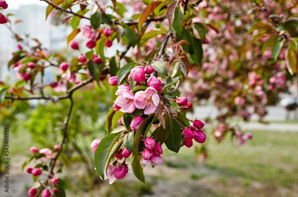Blossoming red flowers and leaves of the paradise apple trees.Flowering apple tree.Fresh spring background on nature outdoors.For easter and spring greeting cards Blossoming red flowers and leaves of the paradise apple trees.Flowering apple tree.Fresh spring background on nature outdoors.For easter and spring greeting cards