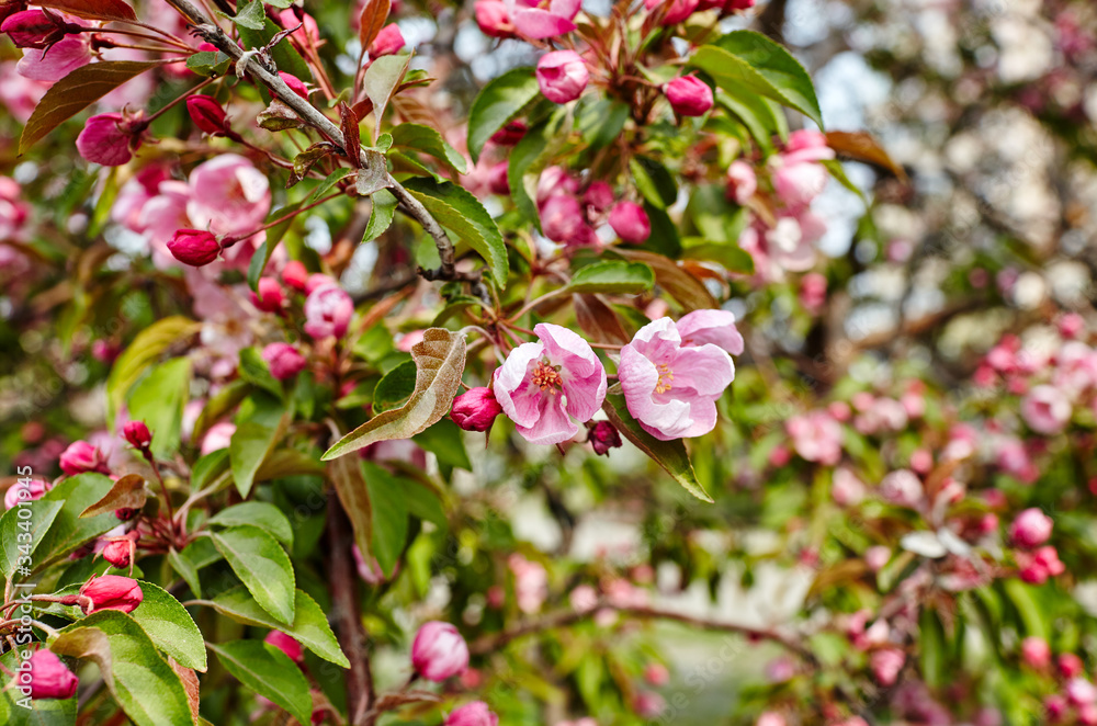 Blossoming red flowers and leaves of the paradise apple trees.Flowering apple tree.Fresh spring background on nature outdoors.For easter and spring greeting cards Blossoming red flowers and leaves of the paradise apple trees.Flowering apple tree.Fresh spring background on nature outdoors.For easter and spring greeting cards