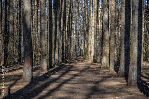Fototapeta Naklejka Na Ścianę i Meble -  Empty road trail in spring park