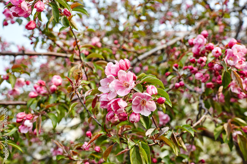Wallpaper Mural Blossoming red flowers and leaves of the paradise apple trees.Flowering apple tree.Fresh spring background on nature outdoors.For easter and spring greeting cards Torontodigital.ca