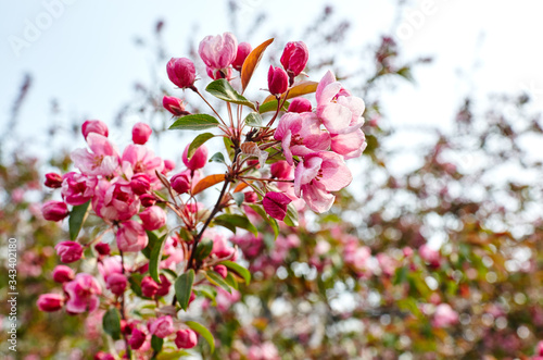 Blossoming red flowers and leaves of the paradise apple trees.Flowering apple tree.Fresh spring background on nature outdoors.For easter and spring greeting cards © supersomik