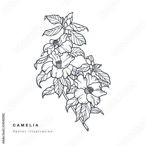 Fényképezés Hand draw vector camelia flowers illustration