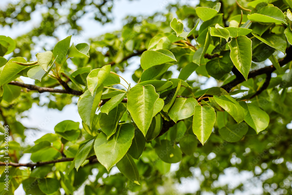 Beautiful green pear leaves on branch.Flowering pear tree.Fresh spring background on nature outdoors Beautiful green pear leaves on branch.Flowering pear tree.Fresh spring background on nature outdoors