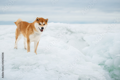 Beautiful portrait of a Shiba dog in the snow. The photo is of good quality.