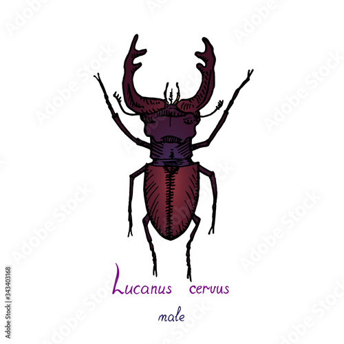 Lucanus cervus, stag beetle (family Lucanidae) male bug drawing, colorful illustration, hand drawn doodle, sketch, vector with inscription, element for design © ArtoPhotoDesigno