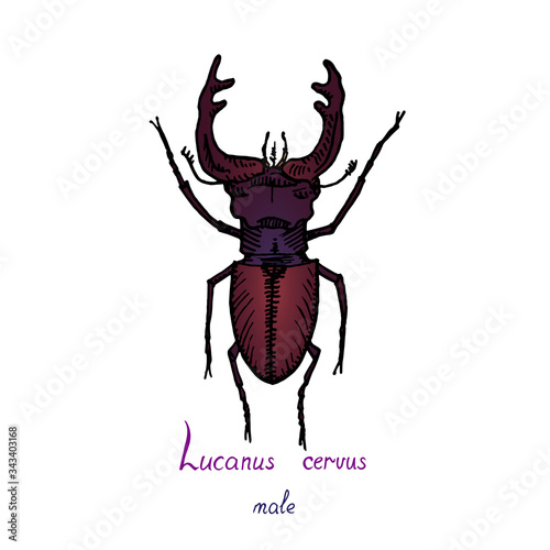 Lucanus cervus, stag beetle (family Lucanidae) male bug drawing, colorful illustration, hand drawn doodle, sketch, vector with inscription, element for design