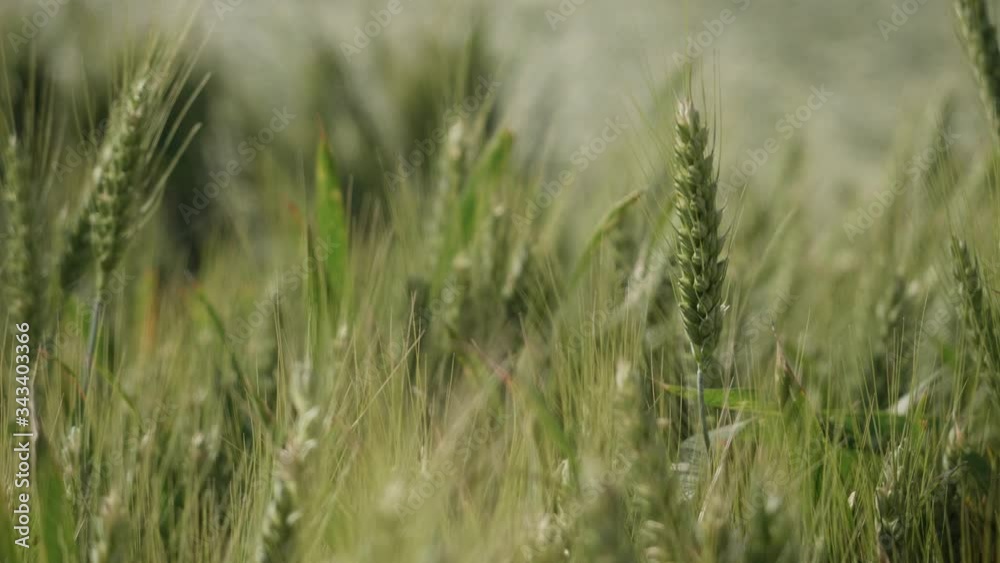 Top Of Green Wheat Field. Close Up Top Of Green Wheat Field. Close Up
