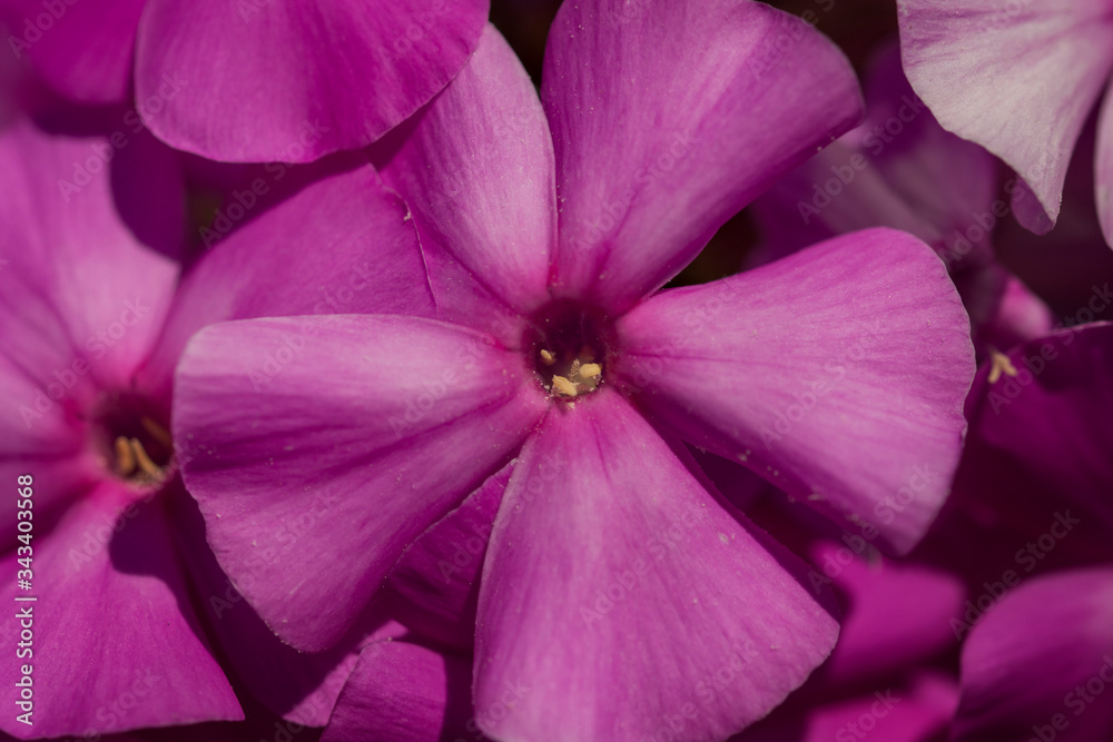 Beautiful flower isolated on garden background Beautiful flower isolated on garden background