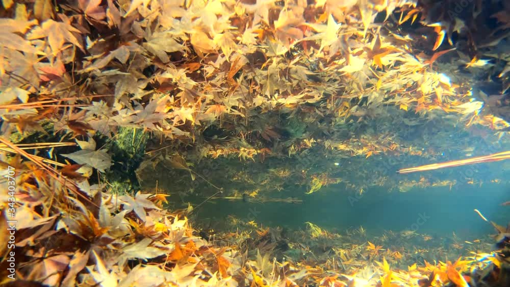 Underwater view of pond full of autumn leaves. New leaves are falling and sinking. Underwater view of pond full of autumn leaves. New leaves are falling and sinking.