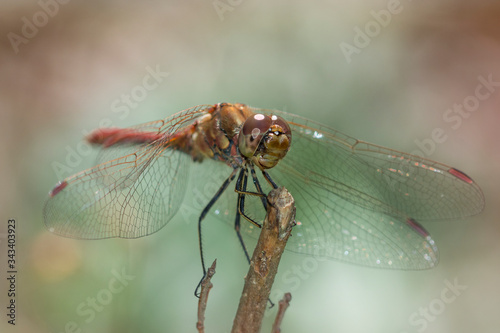 Dragon fly close up on garden background