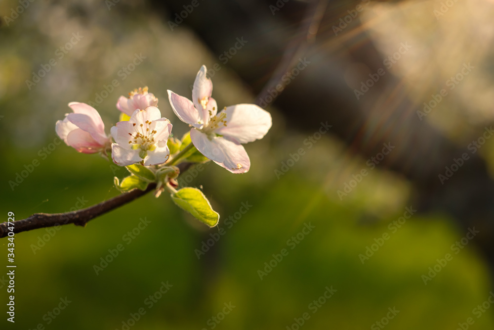 Obraz premium White fruit tree flowers with flare