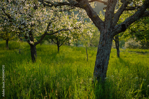 Orchard with fruit trees in flower