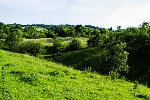 Landscape, green forest