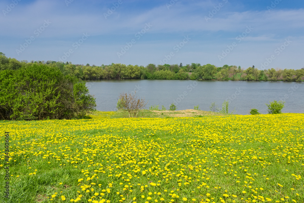 Meadow covered with flowering dandelions on the lake shore