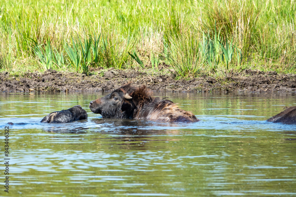 Fototapeta premium Wasserbüffel