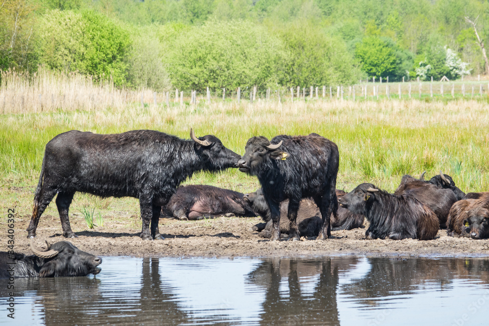 Fototapeta premium Wasserbüffel