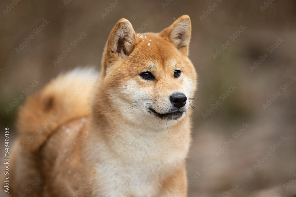 Beautiful portrait of a Shiba dog on the background of a forest. The photo is of good quality. Beautiful portrait of a Shiba dog on the background of a forest. The photo is of good quality.