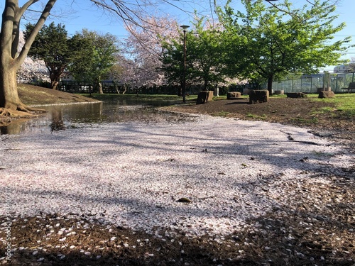 湖に浮かぶ桜