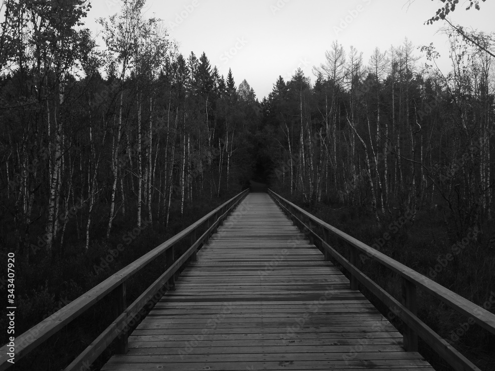 wooden bridge in the forest