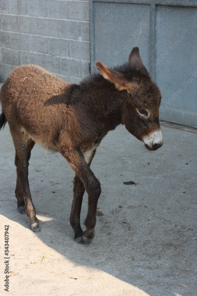 Fototapeta premium Asino