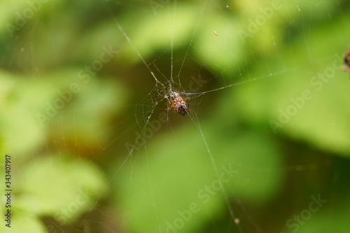 Spider and spider web in nature. Spider on web. macro photo of spider moving on the web.