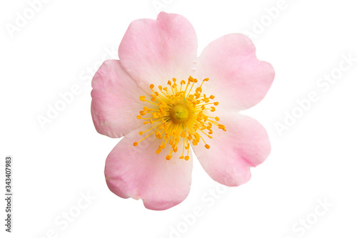 rosehip rose isolated photo