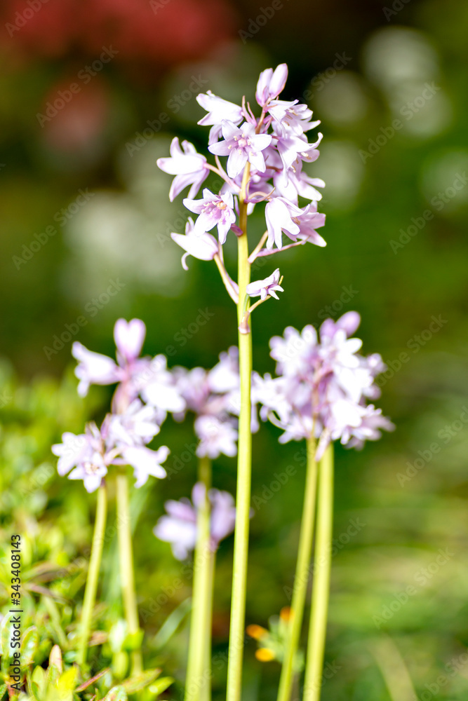 Spanish bluebell (Hyacinthoides hispanica) in full blooming in Japan Spanish bluebell (Hyacinthoides hispanica) in full blooming in Japan