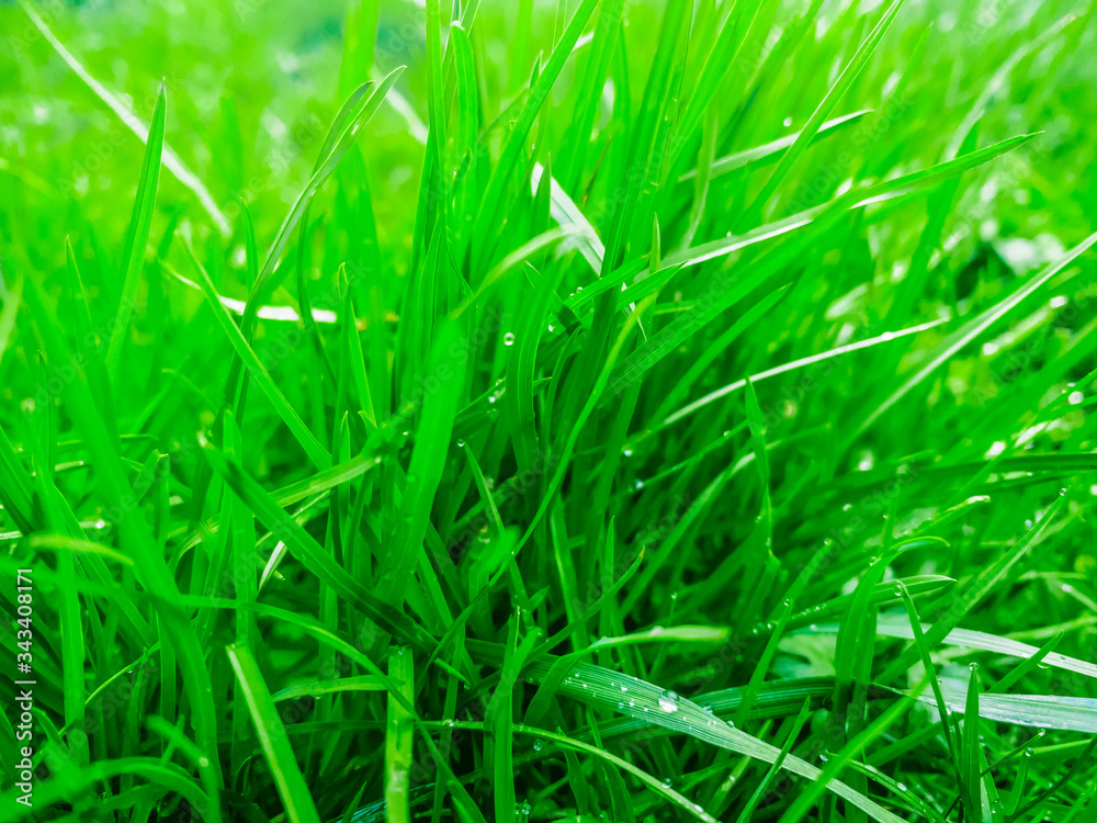 Green fresh grass background with rain or dew droplets, selective focus, mobile photo Green fresh grass background with rain or dew droplets, selective focus, mobile photo