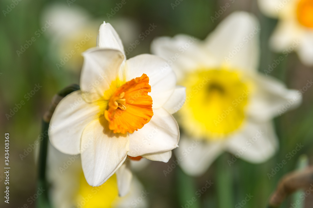 Narcisse