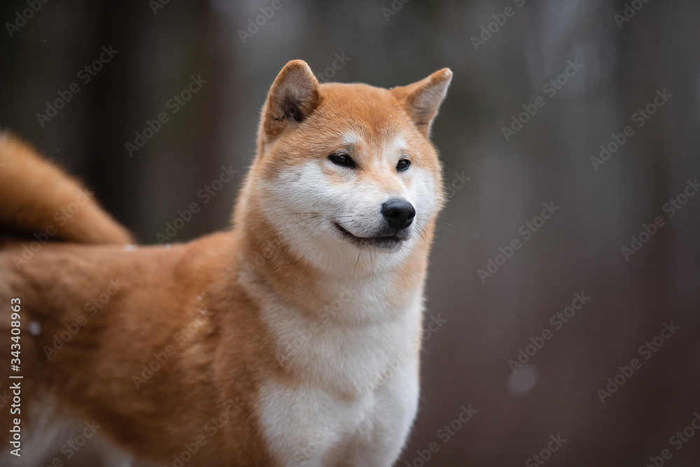 Beautiful portrait of a Shiba dog on the background of a forest. The photo is of good quality.