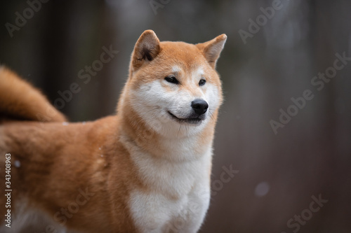 Beautiful portrait of a Shiba dog on the background of a forest. The photo is of good quality.