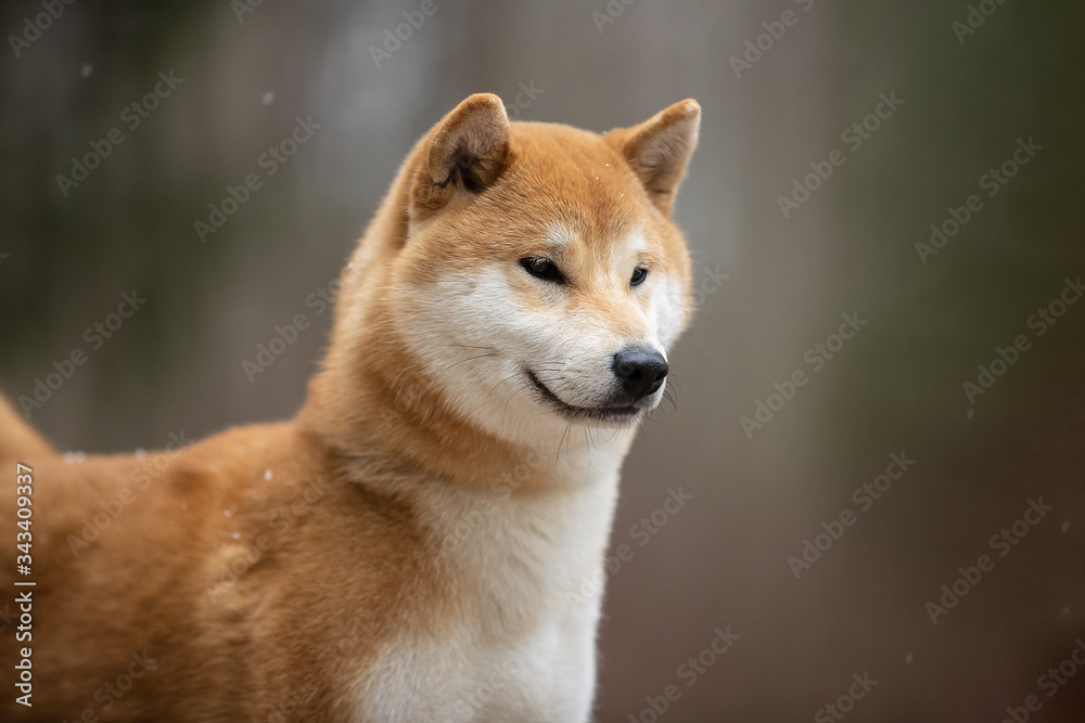 Beautiful portrait of a Shiba dog on the background of a forest. The photo is of good quality.