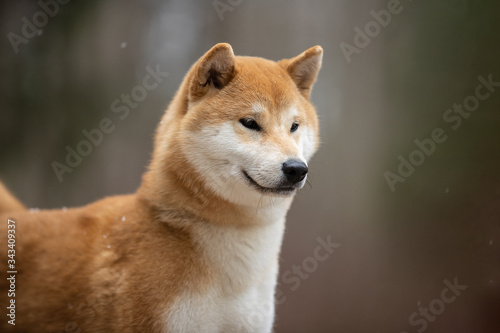 Beautiful portrait of a Shiba dog on the background of a forest. The photo is of good quality.