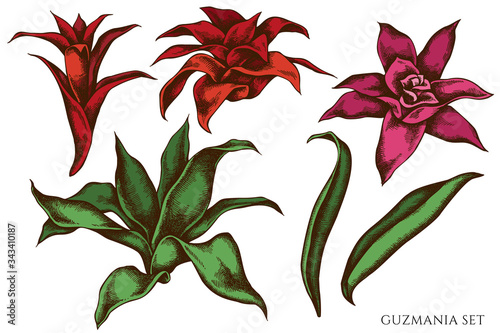 Vector set of hand drawn colored guzmania