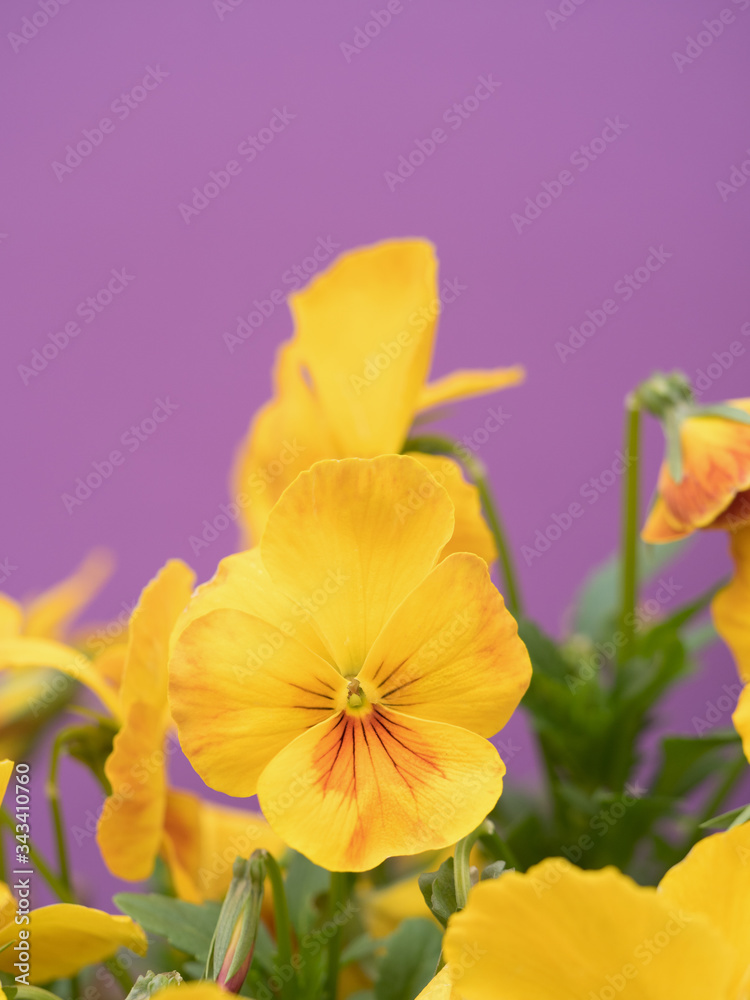 Fototapeta premium ビオラの花