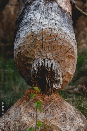 damaged tree by the beaver