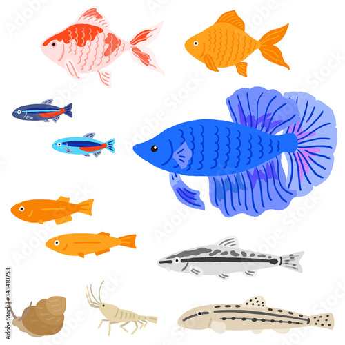 アクアリウム　水槽　生体　魚のセット