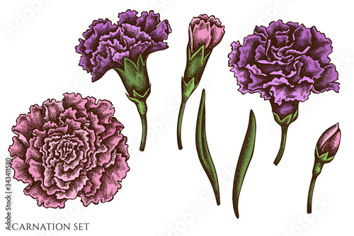 Vector set of hand drawn colored carnation