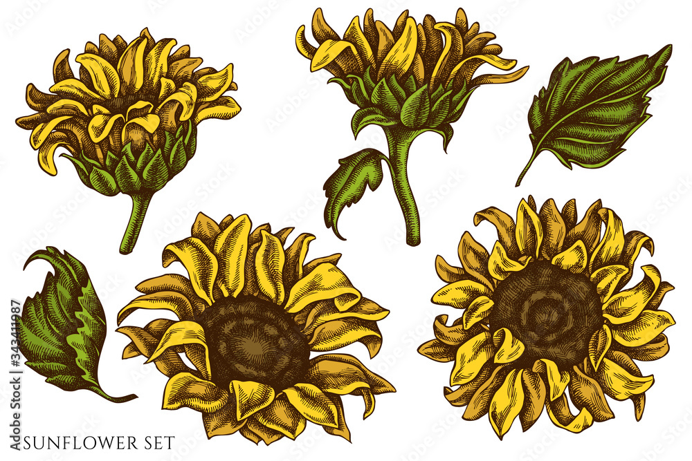 Fototapeta premium Vector set of hand drawn colored sunflower